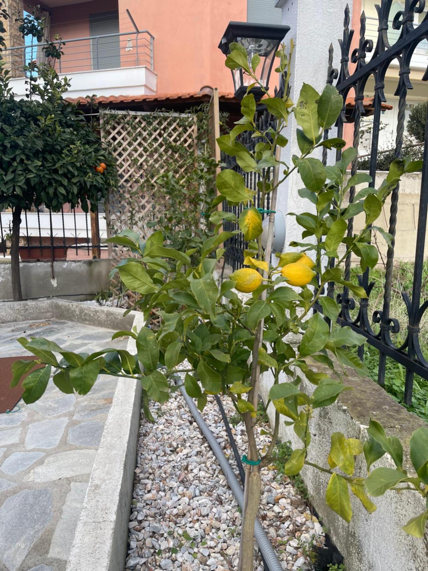 Nikiti Palataki Villa Kültér fotó